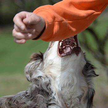 Dog Bites